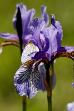 Parkta ekilen laleler sarı, kırmızı, beyaz, turuncu, leylak, kestane, mor ve sarı süsen çiçekleri