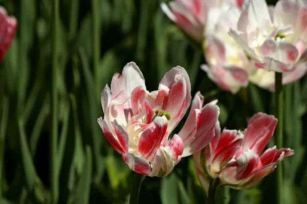 Parque Plantado Tulipas Amarelas Vermelho Branco Laranja Lilás Marrom Íris — Fotografia de Stock