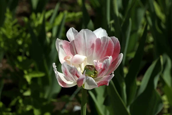 Parque Plantado Tulipas Amarelas Vermelho Branco Laranja Lilás Marrom Íris — Fotografia de Stock