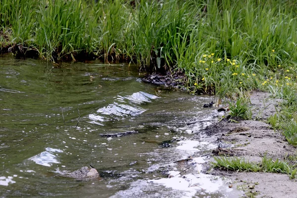 Orilla Del Lago Hay Hermosos Paisajes Con Agua Piedras Patos — Foto de Stock