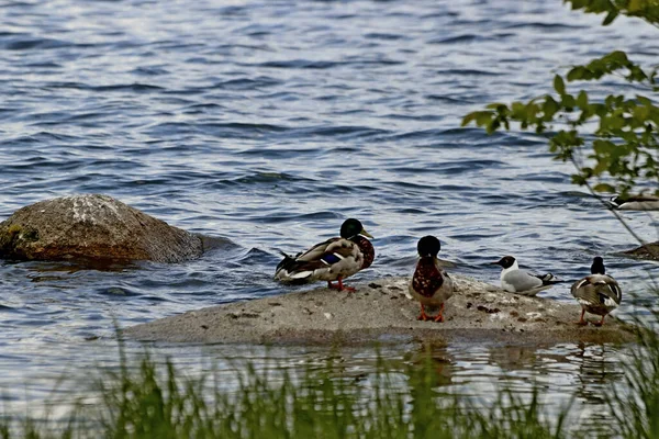 Shore Lake Beautiful Landscapes Water Stones Ducks Ducklings Gulls Dragonflies — Stock Photo, Image