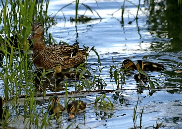 Aan Oever Van Het Meer Zijn Prachtige Landschappen Met Water — Stockfoto