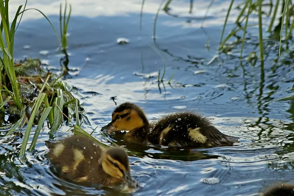 Aan Oever Van Het Meer Zijn Prachtige Landschappen Met Water — Stockfoto