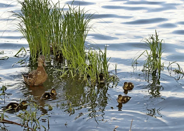 Margem Lago Belas Paisagens Com Água Pedras Patos Com Patinhos — Fotografia de Stock