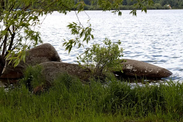 Margem Lago Belas Paisagens Com Água Pedras Patos Com Patinhos — Fotografia de Stock