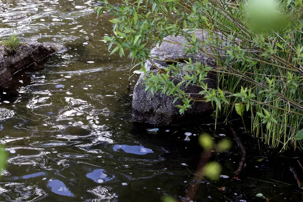 Orilla Del Lago Hay Hermosos Paisajes Con Agua Piedras Patos — Foto de Stock