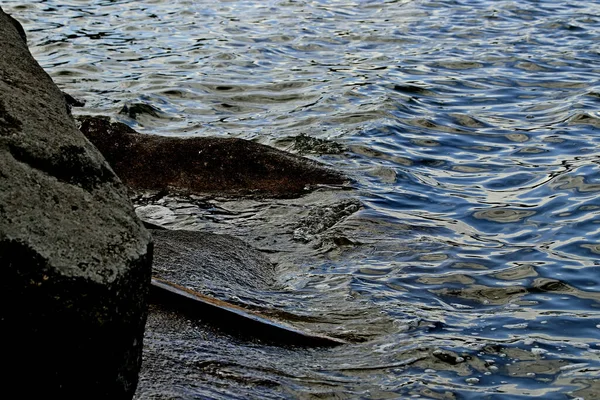 Margem Lago Belas Paisagens Com Água Pedras Patos Com Patinhos — Fotografia de Stock