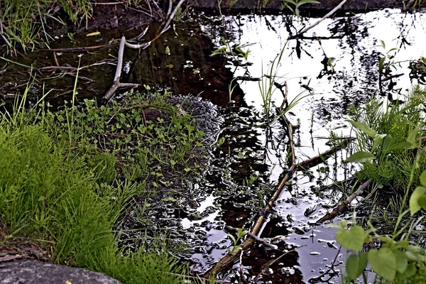 Березі Озера Красиві Пейзажі Водою Камінням Качки Каченятами Мартіни Бабки — стокове фото