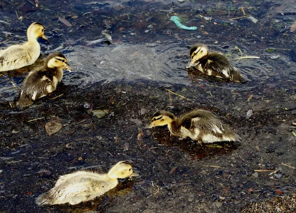Gölün Kıyısında Taşlı Güzel Manzaralar Vardır Ördekli Ördekler Martılar Yusufçuklar — Stok fotoğraf