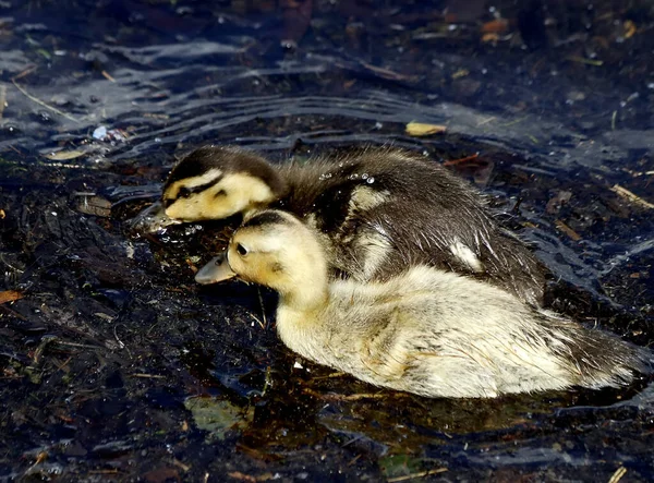 Aan Oever Van Het Meer Zijn Prachtige Landschappen Met Water — Stockfoto