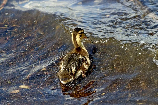 Ufer Des Sees Gibt Wunderschöne Landschaften Mit Wasser Und Steinen — Stockfoto