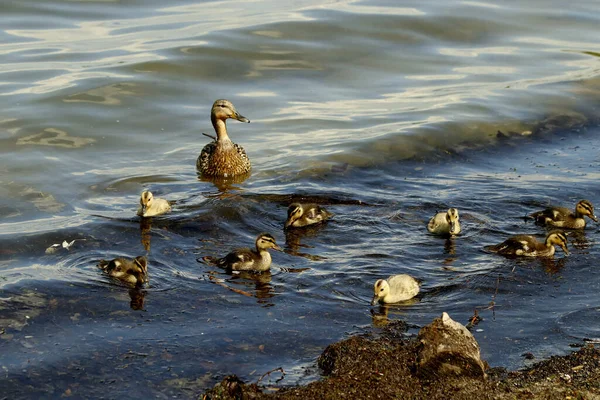 Ufer Des Sees Gibt Wunderschöne Landschaften Mit Wasser Und Steinen — Stockfoto