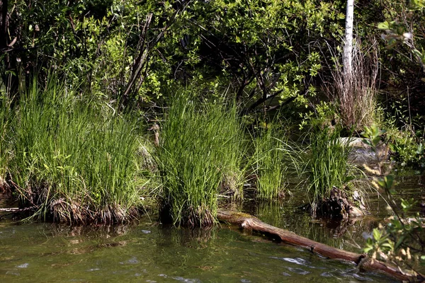 Orilla Del Lago Hay Hermosos Paisajes Con Agua Piedras Patos — Foto de Stock