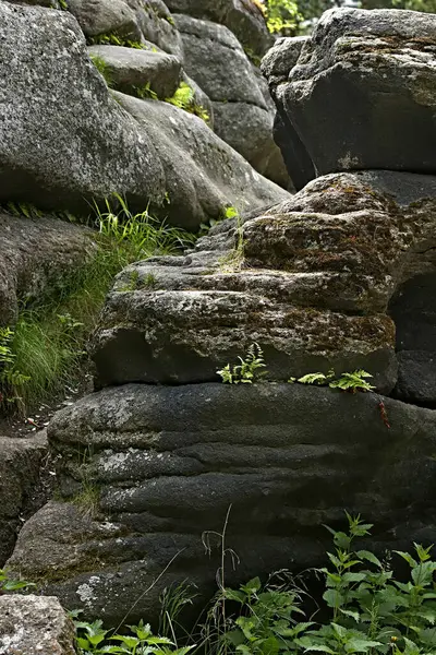 Shore Lake Beautiful Landscapes Water Stones Ducks Ducklings Gulls Dragonflies — Stock Photo, Image