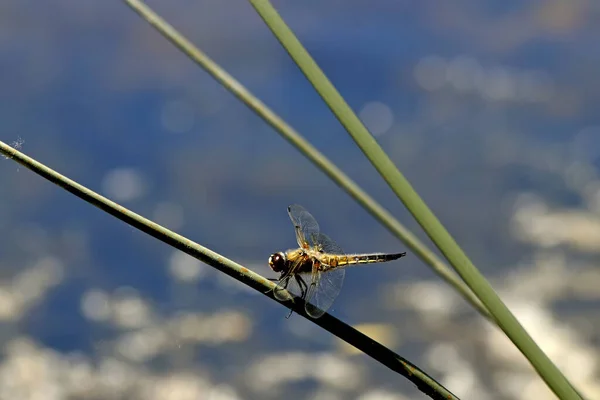 Ufer Des Sees Gibt Wunderschöne Landschaften Mit Wasser Und Steinen — Stockfoto