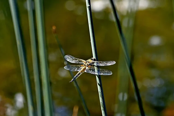 Sur Rive Lac Beaux Paysages Avec Eau Des Pierres Des — Photo