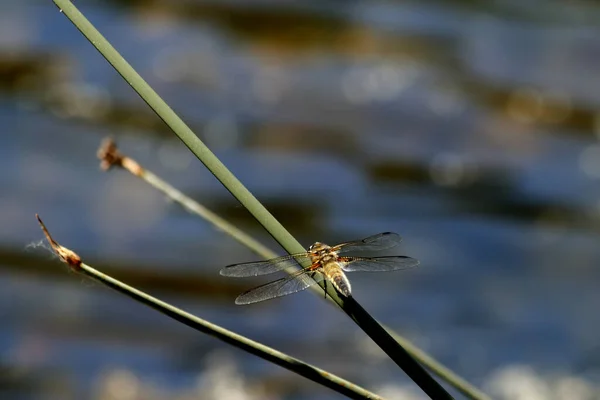 Sur Rive Lac Beaux Paysages Avec Eau Des Pierres Des — Photo