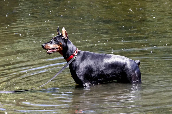 In suburban parks there are many interesting places, quarries with reservoirs and mountain ranges, lakes with stony banks and colored rocks, many birds and people with dogs, ferrets, foxes, many landscapes, flowers and trees