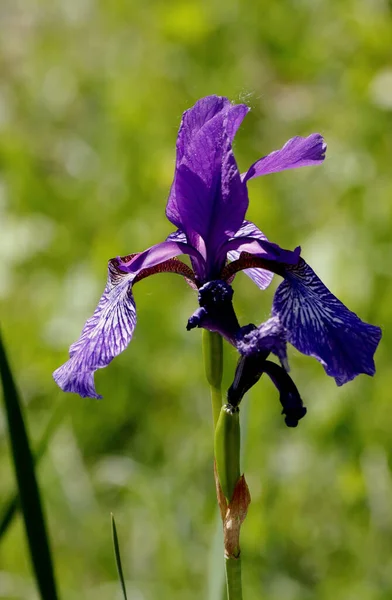 Parkta ekilen laleler sarı, kırmızı, beyaz, turuncu, leylak, kestane, mor ve sarı süsen çiçekleri