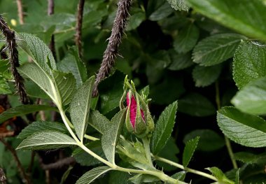 Şehir, yerleşim, kamu, idari ve dini binalar, parklar, rezervuarlar, küçük mimari formlar, fıskiyeler, süs ağaçları, çalılar ve çeşitli çiçek türlerinden oluşan canlı bir organizmadır.