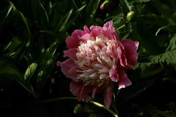 Şehir, yerleşim, kamu, idari ve dini binalar, parklar, rezervuarlar, küçük mimari formlar, fıskiyeler, süs ağaçları, çalılar ve çeşitli çiçek türlerinden oluşan canlı bir organizmadır.