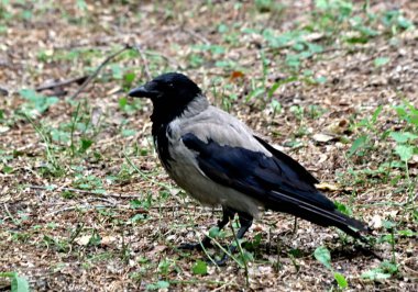 Banliyö parklarında birçok ilginç yer var, rezervleri ve dağ sıraları olan ocaklar, taşlı kıyıları ve renkli kayaları olan göller, birçok kuş ve insan, köpekleri, gelincikleri, tilkileri, birçok manzarası, çiçekleri ve ağaçları olan.