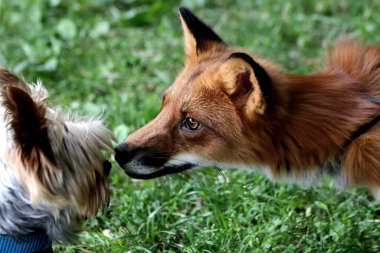 Banliyö parklarında birçok ilginç yer var, rezervleri ve dağ sıraları olan ocaklar, taşlı kıyıları ve renkli kayaları olan göller, birçok kuş ve insan, köpekleri, gelincikleri, tilkileri, birçok manzarası, çiçekleri ve ağaçları olan.