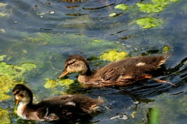 Banliyö parklarında birçok ilginç yer var, rezervleri ve dağ sıraları olan ocaklar, taşlı kıyıları ve renkli kayaları olan göller, birçok kuş ve insan, köpekleri, gelincikleri, tilkileri, birçok manzarası, çiçekleri ve ağaçları olan.