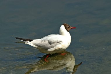 Banliyö parklarında birçok ilginç yer var, rezervleri ve dağ sıraları olan ocaklar, taşlı kıyıları ve renkli kayaları olan göller, birçok kuş ve insan, köpekleri, gelincikleri, tilkileri, birçok manzarası, çiçekleri ve ağaçları olan.