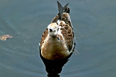 Banliyö parklarında birçok ilginç yer var, rezervleri ve dağ sıraları olan ocaklar, taşlı kıyıları ve renkli kayaları olan göller, birçok kuş ve insan, köpekleri, gelincikleri, tilkileri, birçok manzarası, çiçekleri ve ağaçları olan.