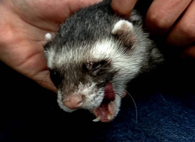 Banliyö parklarında birçok ilginç yer var, rezervleri ve dağ sıraları olan ocaklar, taşlı kıyıları ve renkli kayaları olan göller, birçok kuş ve insan, köpekleri, gelincikleri, tilkileri, birçok manzarası, çiçekleri ve ağaçları olan.