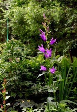 Banliyö parklarında birçok ilginç yer var, rezervleri ve dağ sıraları olan ocaklar, taşlı kıyıları ve renkli kayaları olan göller, birçok kuş ve insan, köpekleri, gelincikleri, tilkileri, birçok manzarası, çiçekleri ve ağaçları olan.