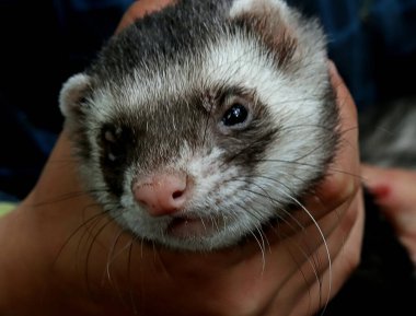 Banliyö parklarında birçok ilginç yer var, rezervleri ve dağ sıraları olan ocaklar, taşlı kıyıları ve renkli kayaları olan göller, birçok kuş ve insan, köpekleri, gelincikleri, tilkileri, birçok manzarası, çiçekleri ve ağaçları olan.