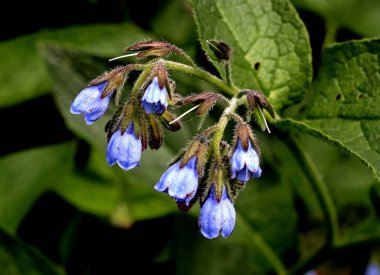 Banliyö parklarında birçok ilginç yer var, rezervleri ve dağ sıraları olan ocaklar, taşlı kıyıları ve renkli kayaları olan göller, birçok kuş ve insan, köpekleri, gelincikleri, tilkileri, birçok manzarası, çiçekleri ve ağaçları olan.