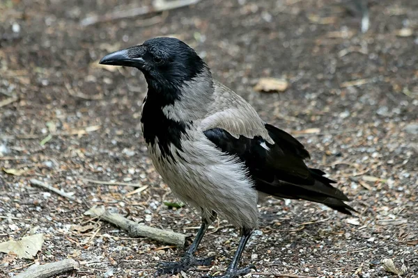 Příměstských Parcích Mnoho Zajímavých Míst Lomy Nádržemi Horskými Masivy Jezera — Stock fotografie