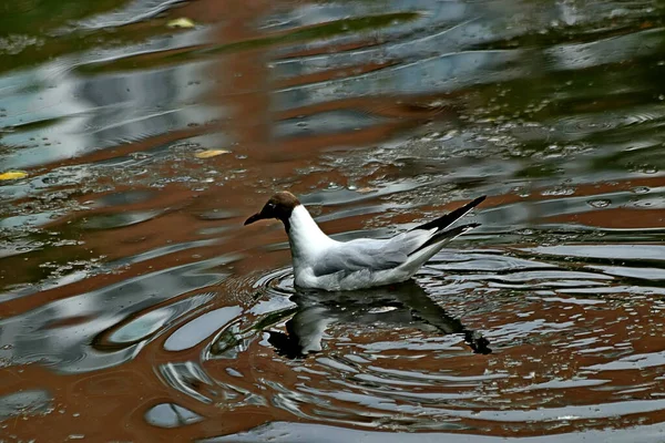 Banliyö parklarında birçok ilginç yer var, rezervleri ve dağ sıraları olan ocaklar, taşlı kıyıları ve renkli kayaları olan göller, birçok kuş ve insan, köpekleri, gelincikleri, tilkileri, birçok manzarası, çiçekleri ve ağaçları olan.