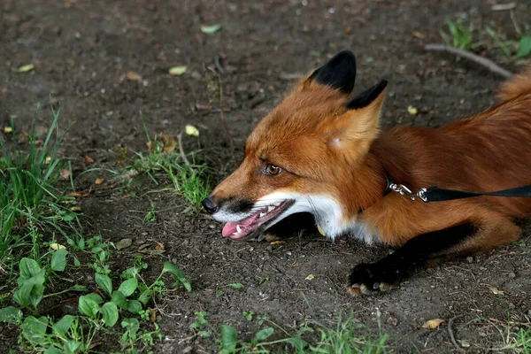 Banliyö Parklarında Birçok Ilginç Yer Var Rezervleri Dağ Sıraları Olan — Stok fotoğraf