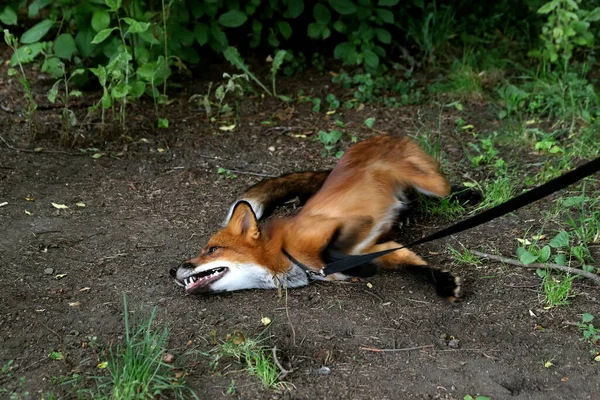 Banliyö parklarında birçok ilginç yer var, rezervleri ve dağ sıraları olan ocaklar, taşlı kıyıları ve renkli kayaları olan göller, birçok kuş ve insan, köpekleri, gelincikleri, tilkileri, birçok manzarası, çiçekleri ve ağaçları olan.