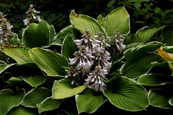 Banliyö parklarında birçok ilginç yer var, rezervleri ve dağ sıraları olan ocaklar, taşlı kıyıları ve renkli kayaları olan göller, birçok kuş ve insan, köpekleri, gelincikleri, tilkileri, birçok manzarası, çiçekleri ve ağaçları olan.