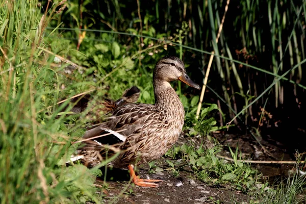 Kertvárosi Parkok Sok Érdekes Hely Kőbányák Tározók Hegyvonulatok Tavak Köves — Stock Fotó