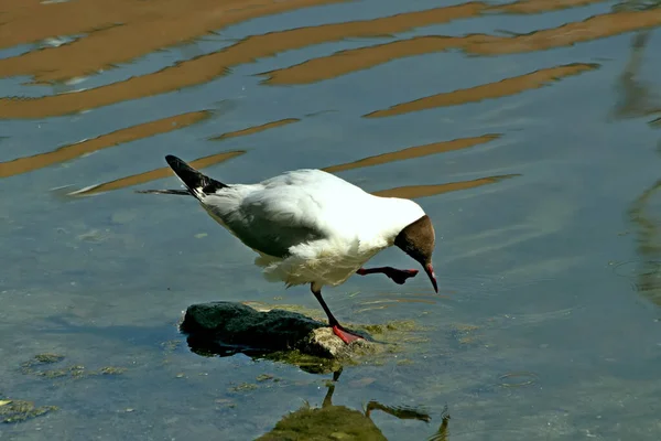 Banliyö parklarında birçok ilginç yer var, rezervleri ve dağ sıraları olan ocaklar, taşlı kıyıları ve renkli kayaları olan göller, birçok kuş ve insan, köpekleri, gelincikleri, tilkileri, birçok manzarası, çiçekleri ve ağaçları olan.