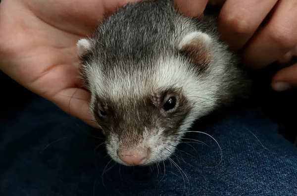 Banliyö parklarında birçok ilginç yer var, rezervleri ve dağ sıraları olan ocaklar, taşlı kıyıları ve renkli kayaları olan göller, birçok kuş ve insan, köpekleri, gelincikleri, tilkileri, birçok manzarası, çiçekleri ve ağaçları olan.