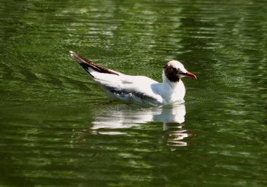 Yazın şehir parkında kedi ve köpeklerle, kargalarla, serçelerle, güvercinlerle, sudaki ördeklerle, baykuşlarla ve diğer kuşlarla tanışabilirsiniz. Farklı türde çiçekler, kırmızı, sarı, leylak, pembe, beyaz, gül ve diğer meyveler