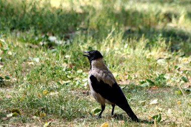 Yazın şehir parkında kedi ve köpeklerle, kargalarla, serçelerle, güvercinlerle, sudaki ördeklerle, baykuşlarla ve diğer kuşlarla tanışabilirsiniz. Farklı türde çiçekler, kırmızı, sarı, leylak, pembe, beyaz, gül ve diğer meyveler