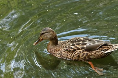 Yazın şehir parkında kedi ve köpeklerle, kargalarla, serçelerle, güvercinlerle, sudaki ördeklerle, baykuşlarla ve diğer kuşlarla tanışabilirsiniz. Farklı türde çiçekler, kırmızı, sarı, leylak, pembe, beyaz, gül ve diğer meyveler