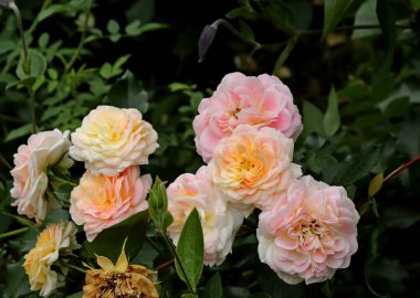 Yazın şehir parkında kedi ve köpeklerle, kargalarla, serçelerle, güvercinlerle, sudaki ördeklerle, baykuşlarla ve diğer kuşlarla tanışabilirsiniz. Farklı türde çiçekler, kırmızı, sarı, leylak, pembe, beyaz, gül ve diğer meyveler