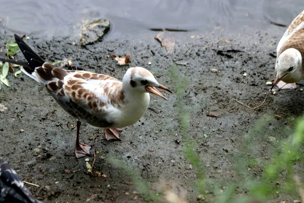 Het Stadspark Kun Zomer Katten Honden Kraaien Mussen Duiven Eenden — Stockfoto