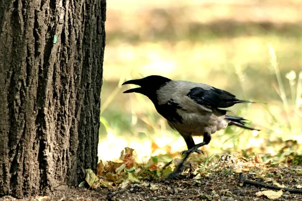 夏のシティパークでは 猫や犬 カラス アヒル フクロウなどの鳥に会うことができます 異なる種類の花 ライラック ピンク ローズヒップや他の果物 ストックフォト