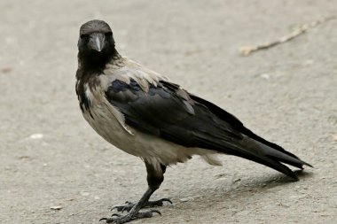 Yazın şehir parkında kedi ve köpeklerle, kargalarla, serçelerle, güvercinlerle, sudaki ördeklerle, baykuşlarla ve diğer kuşlarla tanışabilirsiniz. Farklı türde çiçekler, kırmızı, sarı, leylak, pembe, beyaz, gül ve diğer meyveler