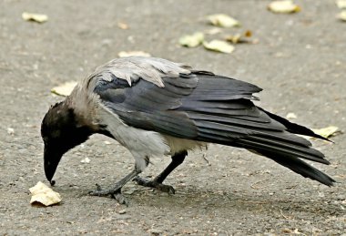 Yazın şehir parkında kedi ve köpeklerle, kargalarla, serçelerle, güvercinlerle, sudaki ördeklerle, baykuşlarla ve diğer kuşlarla tanışabilirsiniz. Farklı türde çiçekler, kırmızı, sarı, leylak, pembe, beyaz, gül ve diğer meyveler